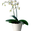 Doniczka Rosendahl Grand Cru 13 cm 20800