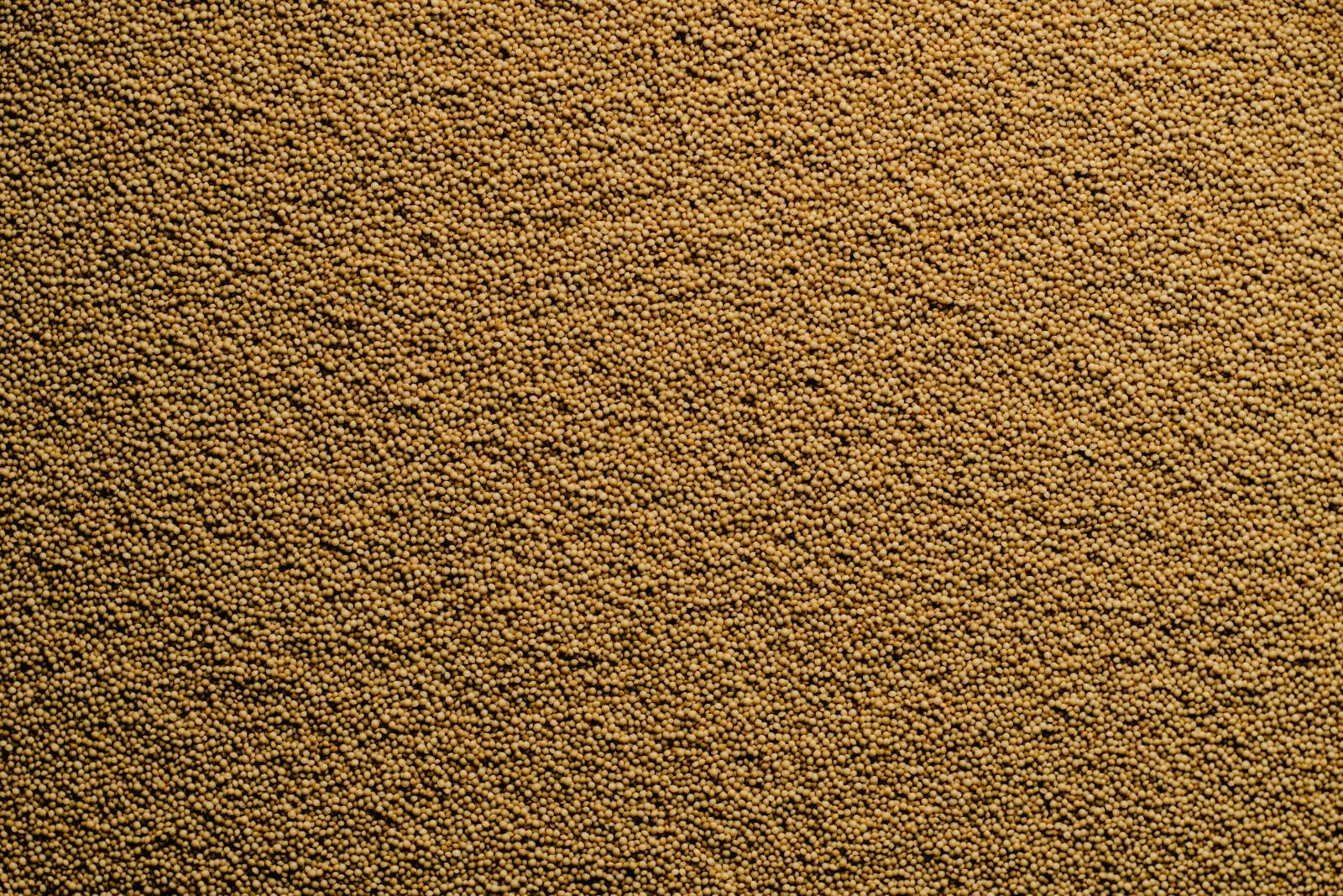 małe ziarenka amarantusa; Amarantus zdjęcie