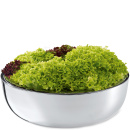 Misa na sałatę Ginno Philippi P202006