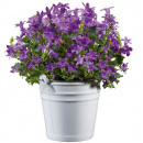 Osłonka na zioła Wiaderko Cilio 10cm CI-109252