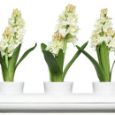 Potrójny wazon na zioła Sagaform Herbs & Spices SF-50152off74