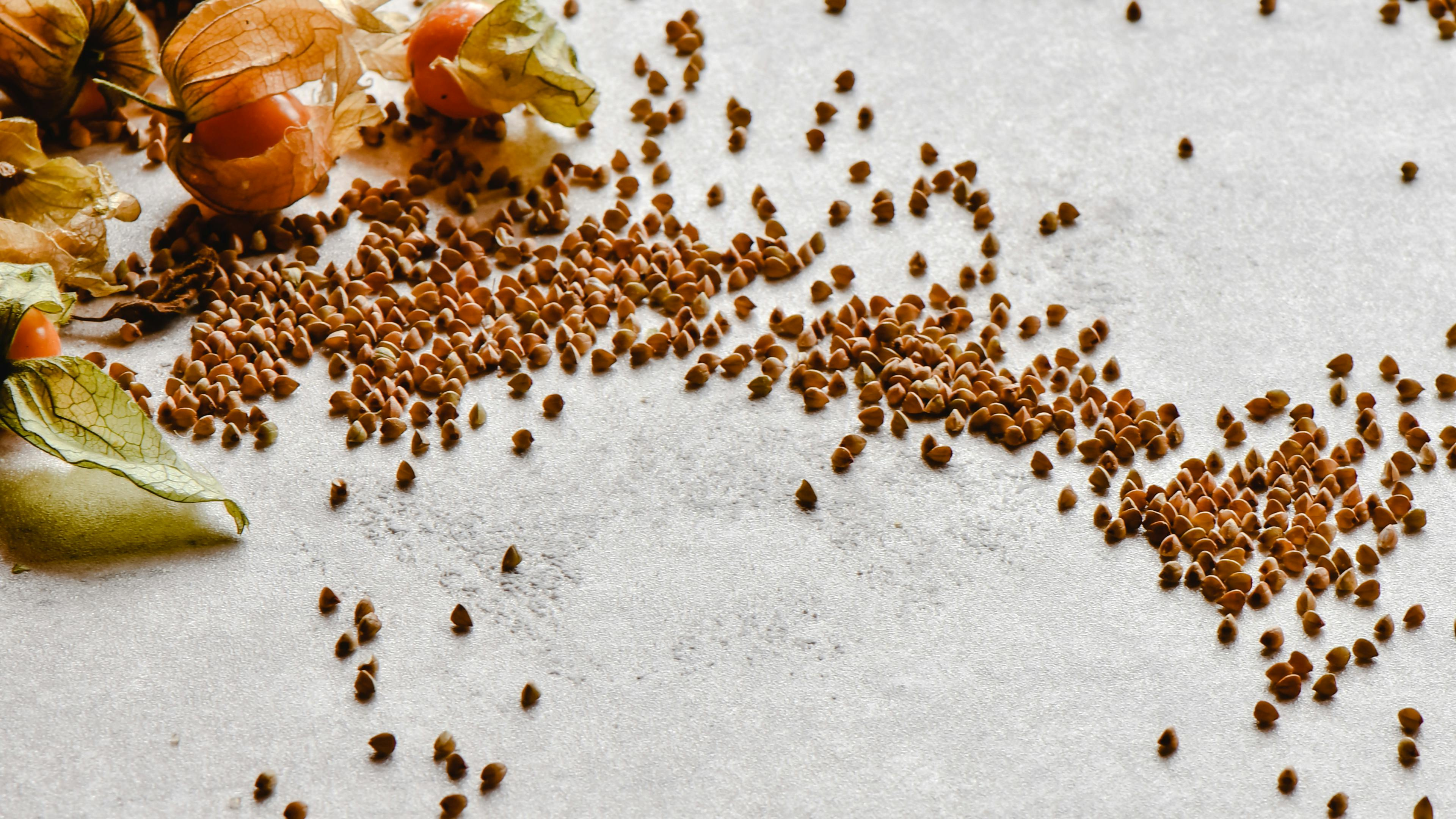 zdjęcie gryki, która nie zawiera glutenu, gryka ziarna